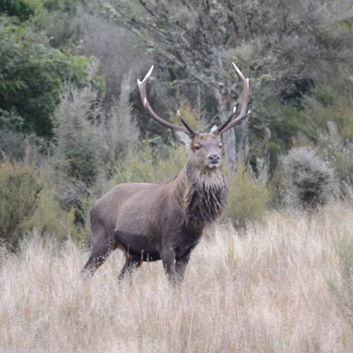 Sika Lodge
